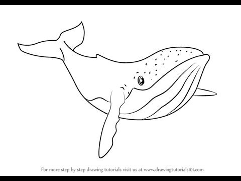 480x360 How To Draw Humpback Whale From Fantasia
