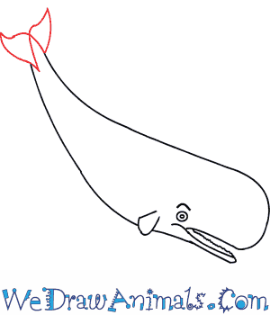300x350 How To Draw A Sperm Whale