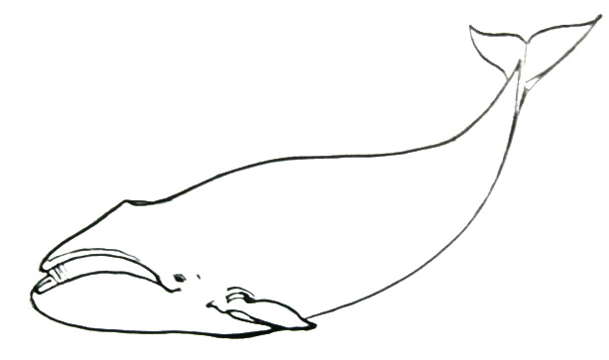 609x360 Bowhead Whale Drawing 092