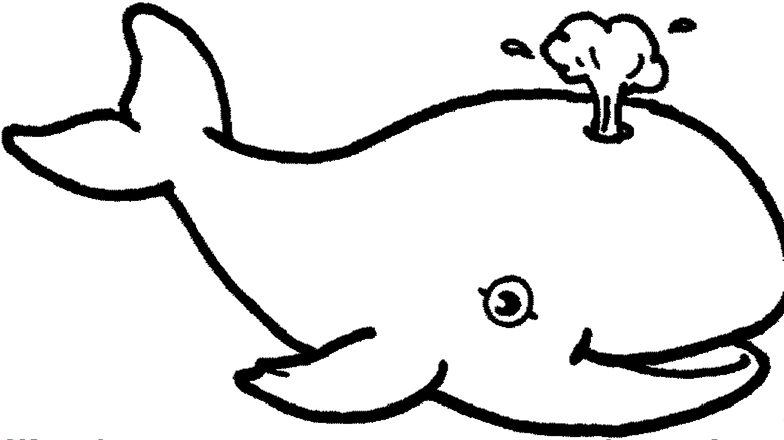 1604x900 Whale Images For Kids