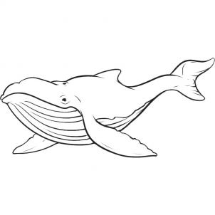 302x302 How To Draw A Whale Step 7 Coastal Drawings