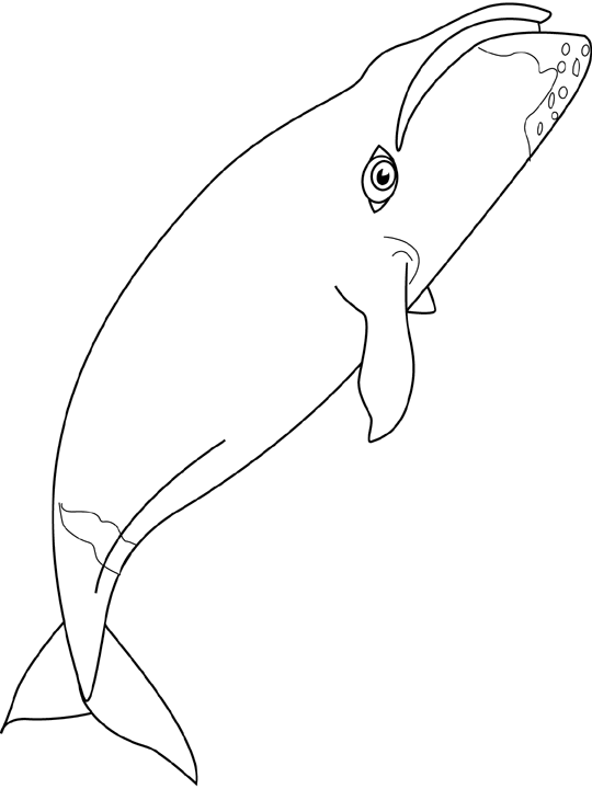 540x720 Coloring Bowhead Whale Picture