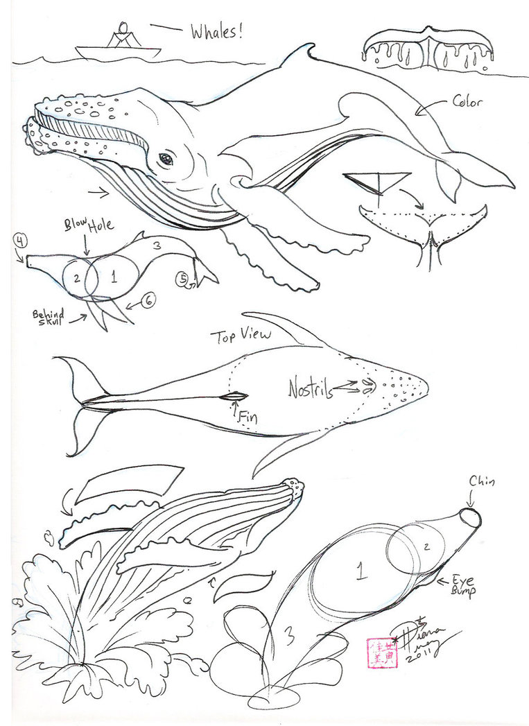 763x1047 Draw A Humpback Whale By Diana Huang