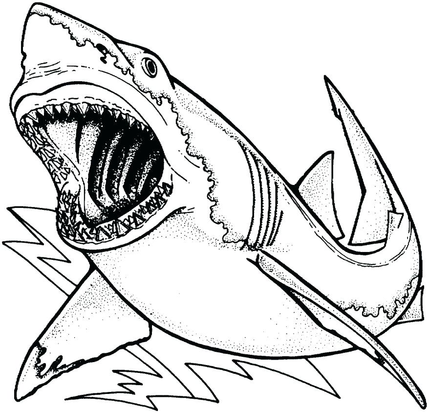 878x844 Whale Shark Coloring Pages Pin Whale Shark Line Drawing 1 Whale