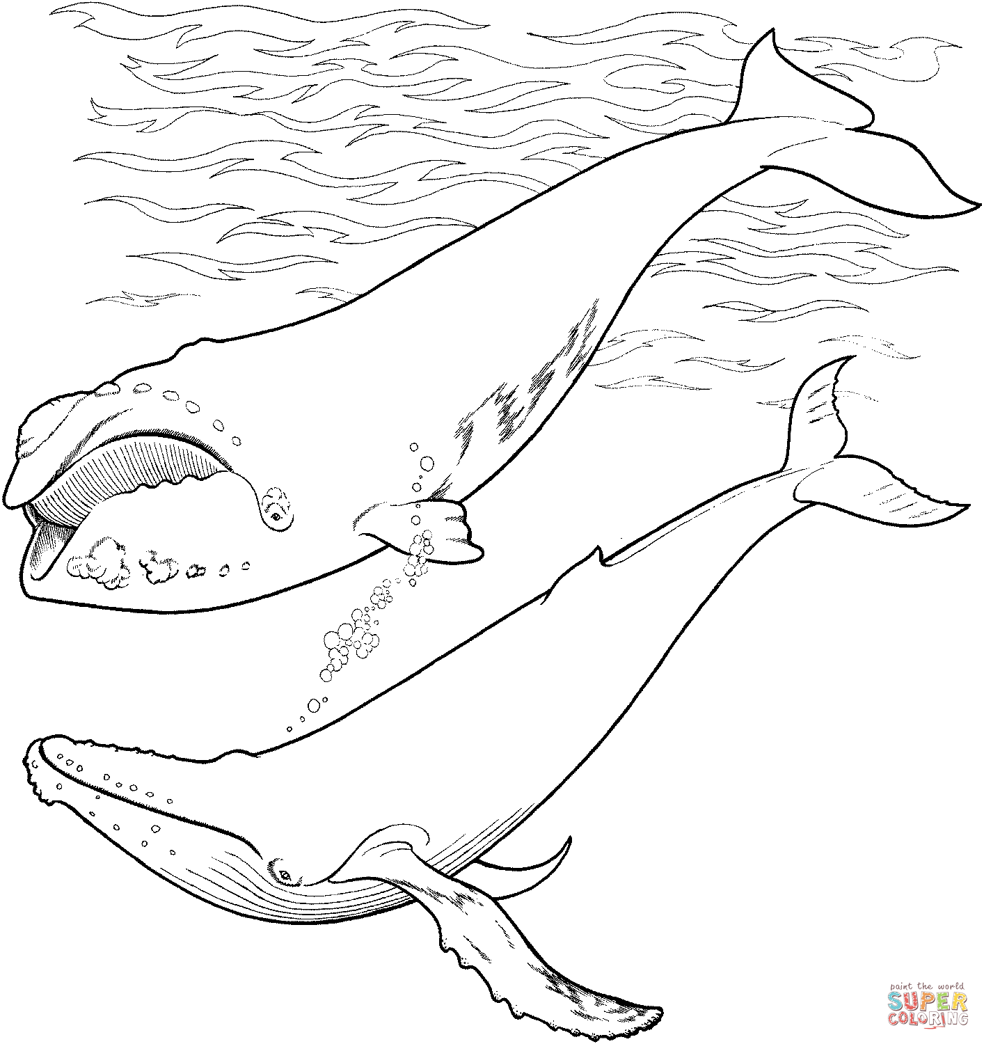 1414x1500 Right Whale And Humpback Whale In The Ocean Coloring Page Free