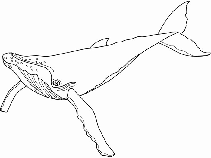 Whale Outline Drawing at GetDrawings | Free download