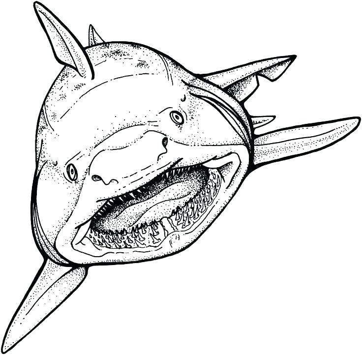 736x722 Free Shark Coloring Pages Free Shark Coloring Pages Coloring Pages