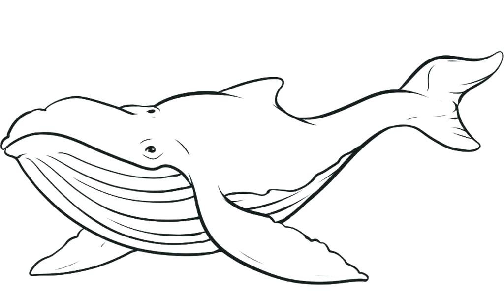 1024x600 Whale Color Page Killer Whale Coloring Page Whale Shark Coloring