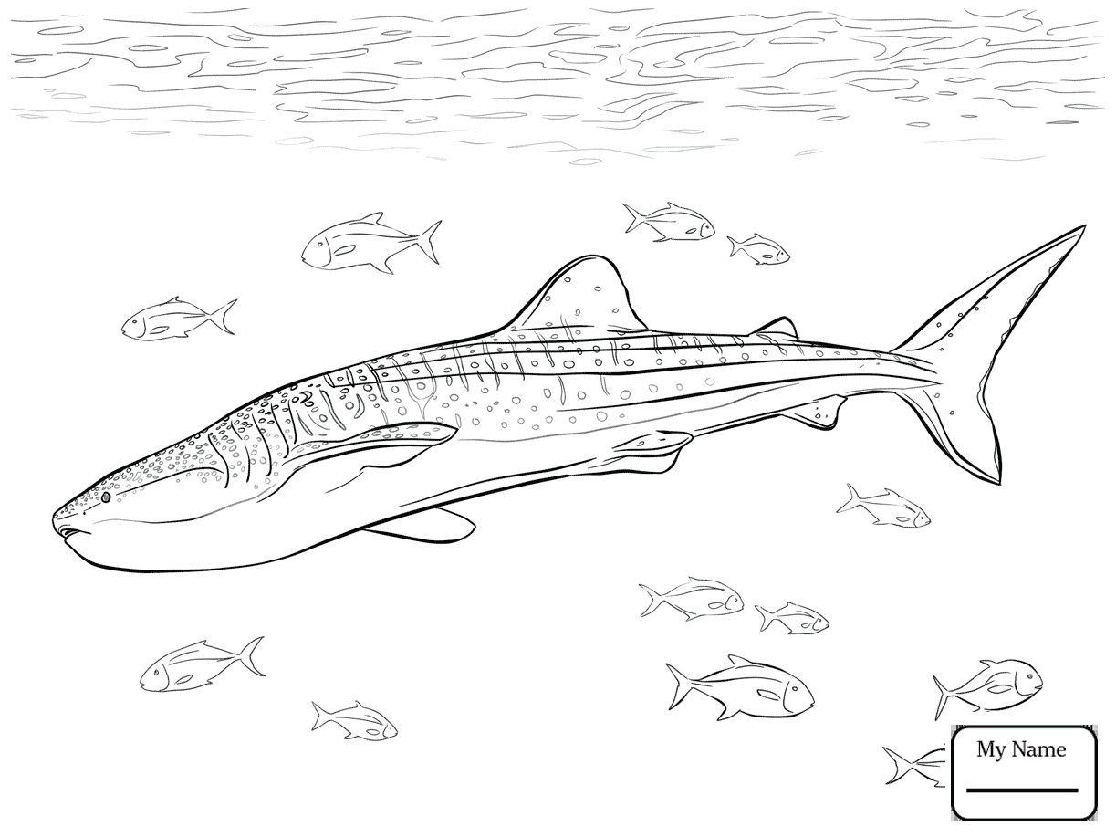1223x917 Coloring Pages For Kids Realistic Whale Shark Fish Whale Sharks