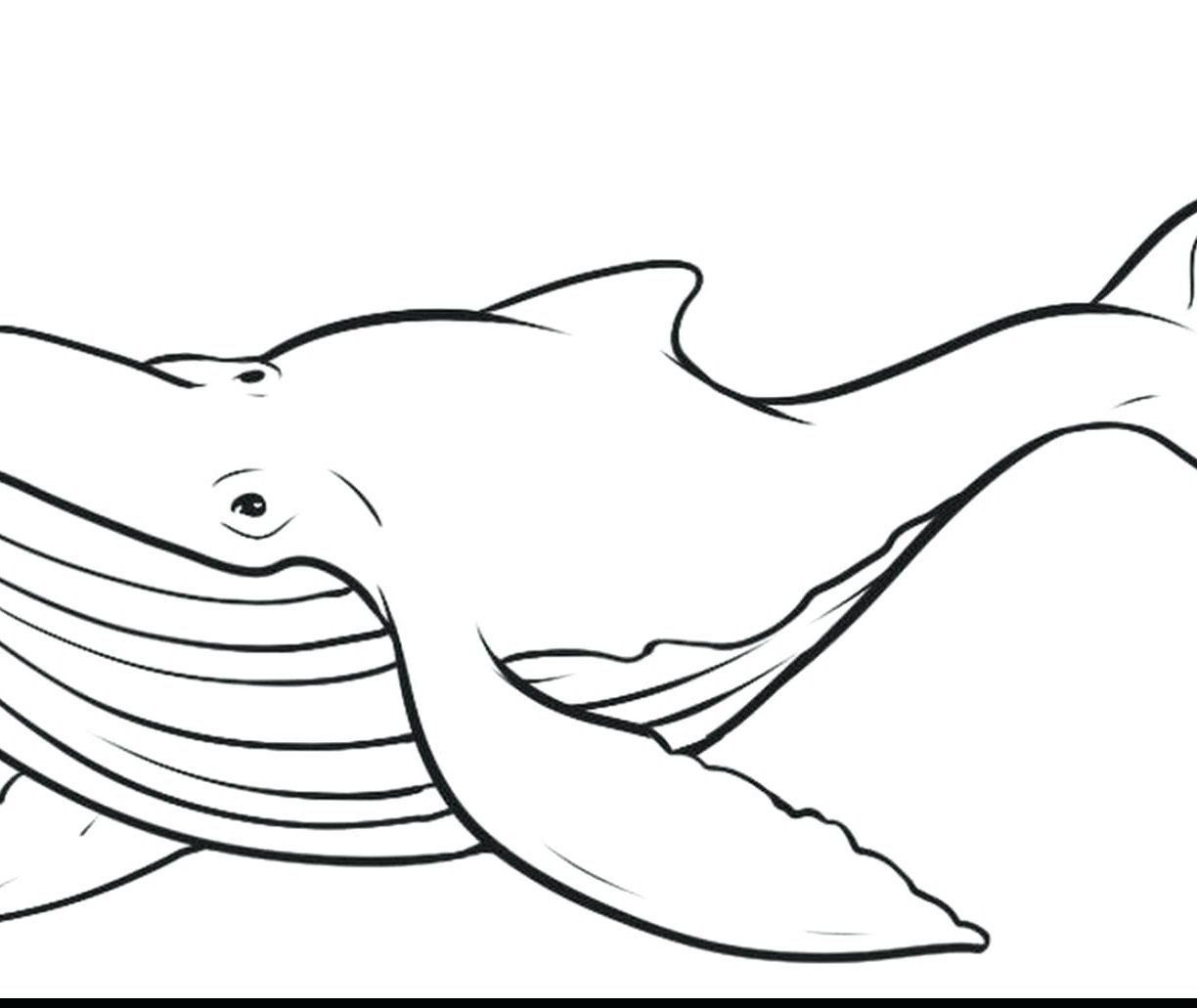 1224x1031 Coloring Page Fascinating Draw Humpback Whale How To Step Pages