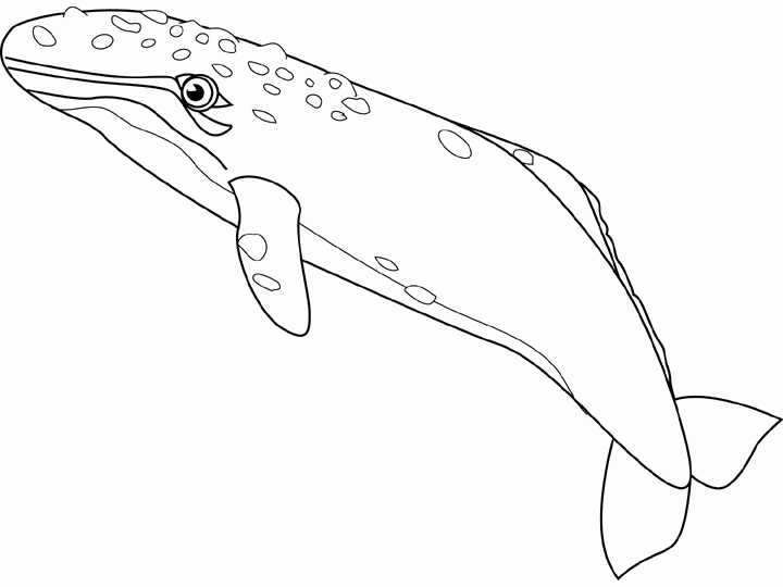 720x540 Sei Whale Drawing