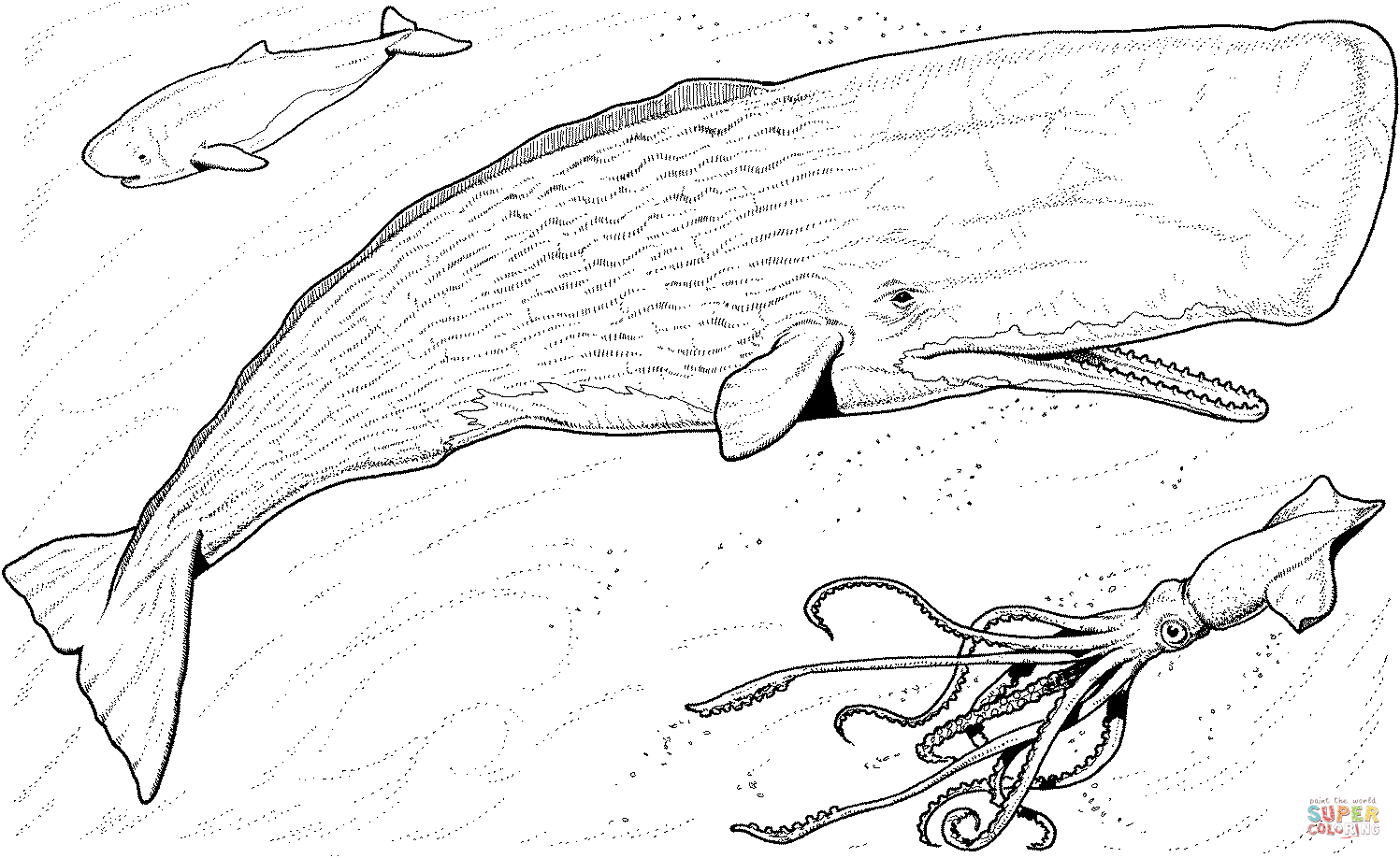 1497x918 Sperm Whale Baby And Greater Hooked Squid Coloring Page Free