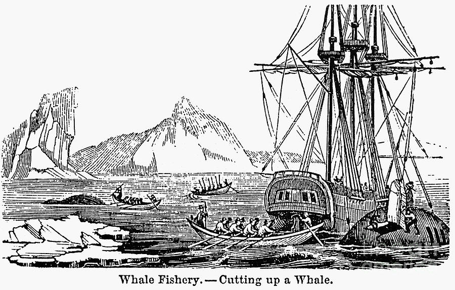 900x573 Whaling, C1840 Photograph By Granger