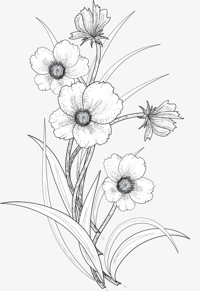 650x946 Line Drawing Flowers, Line Drawing, Flowers, Hand Painted Flowers