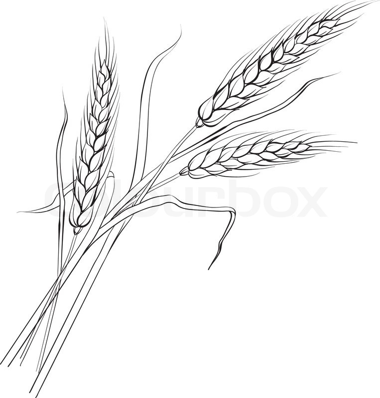 763x800 Ears Of Wheat. Iloated Over White. Vector Illustration. Stock