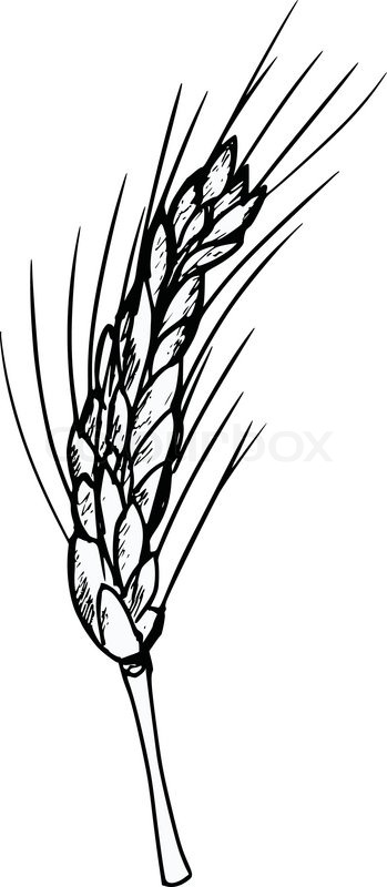 349x800 Hand Drawn, Cartoon, Sketch Illustration Of Ear Of Wheat Stock