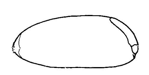 505x256 Biological Drawing. Wheat Grain. Resources For Biology Teachers By