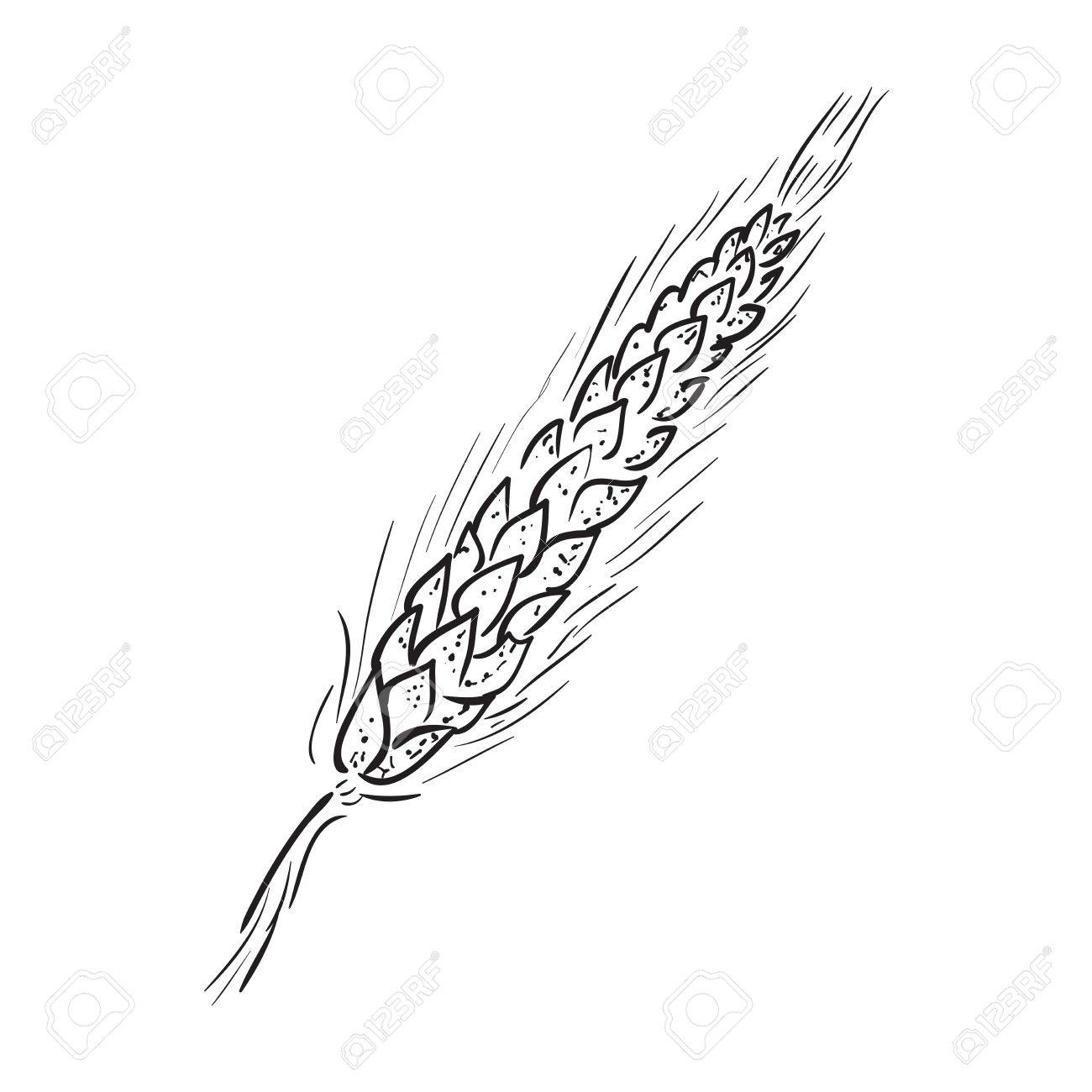 1300x1300 Sketch Ear Of Wheat Royalty Free Cliparts, Vectors, And Stock