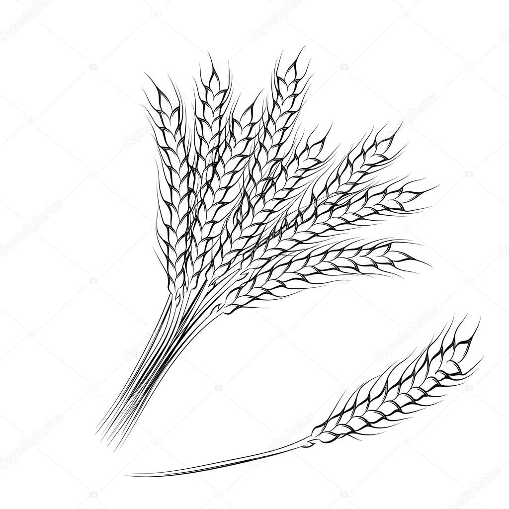 1024x1024 Vector Illustration Of Hand Drawing Wheat Ears Stock Vector