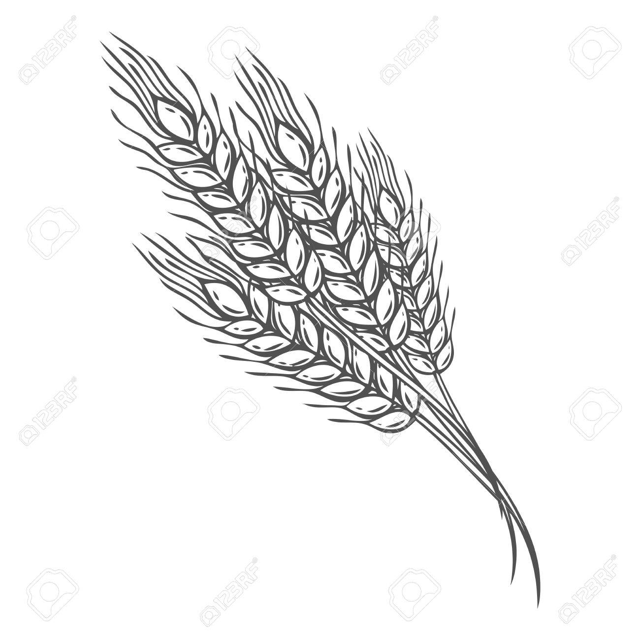 1300x1300 Wheat Bread Ears Cereal Crop Sketch Hand Drawn Vector Illustration