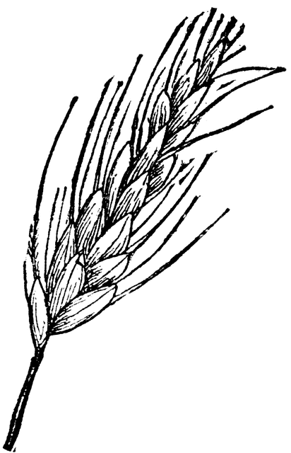 412x640 Wheat Ear Clipart Etc