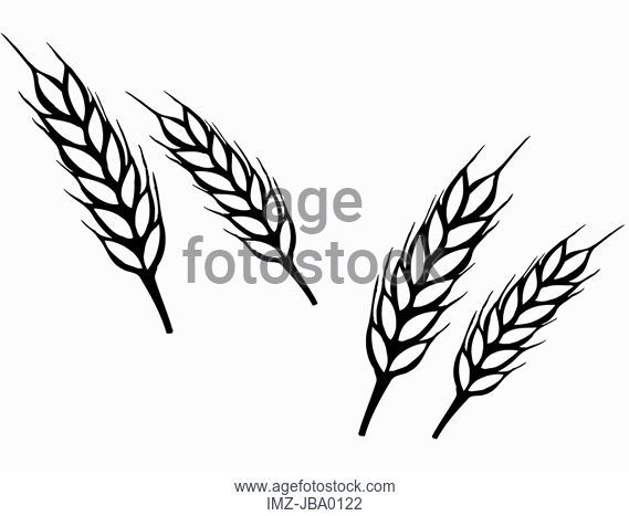 569x467 Wheat Grains, Black White, Stock Photo, Picture