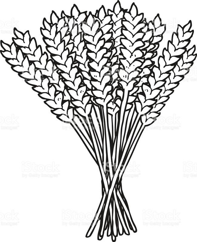 650x800 Wheat Clipart Black And White