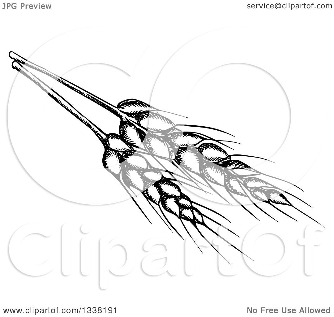 1080x1024 Clipart Of Black Sketched Wheat Stalks