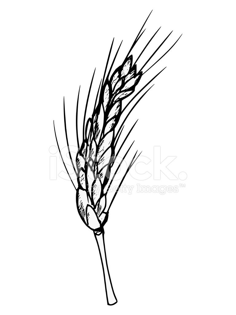 768x1024 Ear Of Wheat Stock Vector