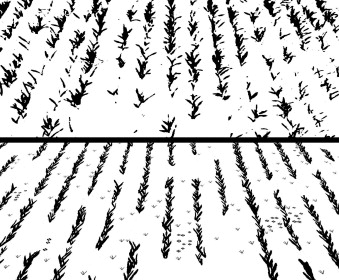 339x280 Assessment Of An Inter Row Weed Infestation Rate On Simulated