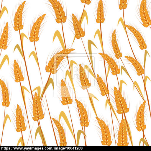 512x512 Wheat Background Vector