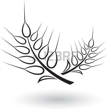 447x450 Drawn Wheat Paddy Plant