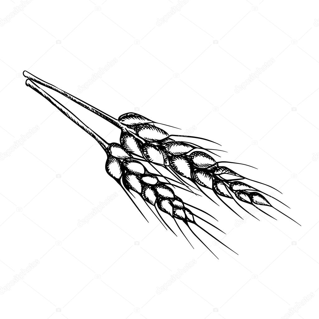 Wheat Line Drawing at GetDrawings | Free download