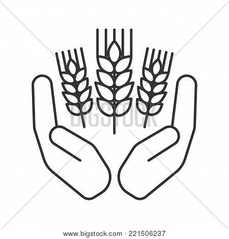 450x470 Wheat Ear Images, Illustrations, Vectors
