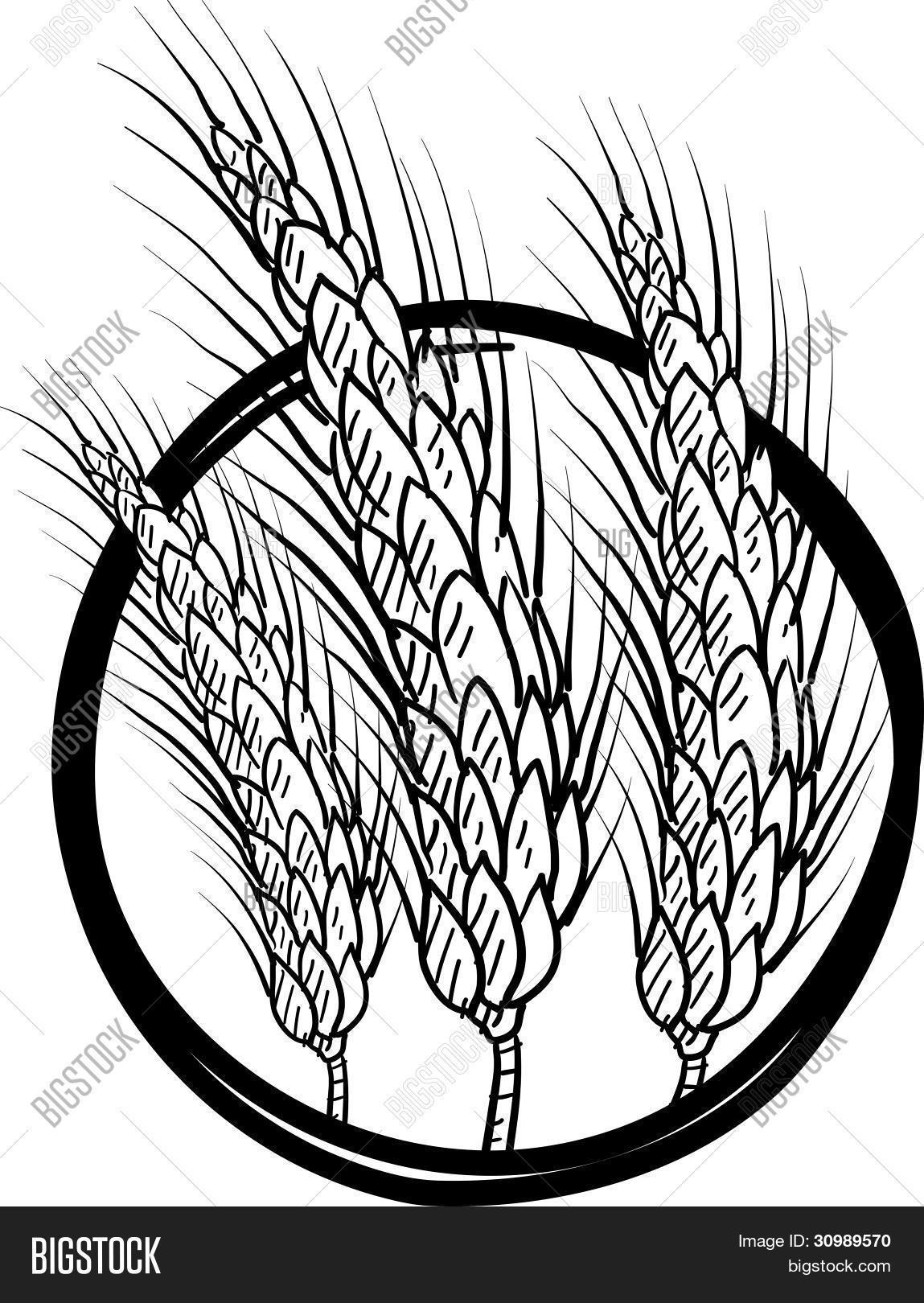 1149x1620 Wheat Grain Sketch Vector Amp Photo Bigstock