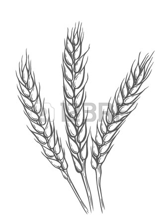 338x450 Yellow Wheat Bread Ears Cereal Crop Sketch Hand Drawn Vector
