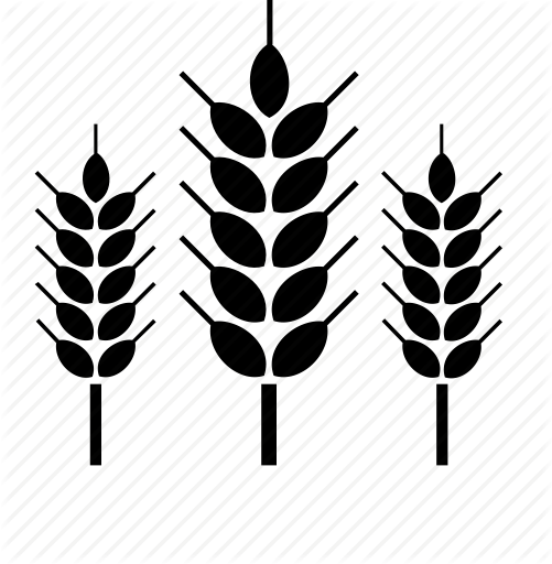 501x512 Farming, Nature, Plant, Wheat Icon Icon Search Engine