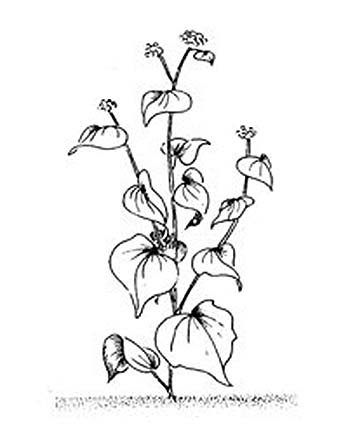 348x432 Grow It! Grain Production