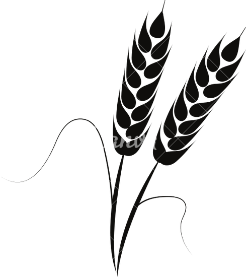 489x550 Illustration Of Wheat Ears