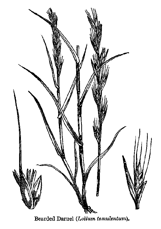 632x900 Matthew 1324 30, 36 43 (The Parable Of The Tares)