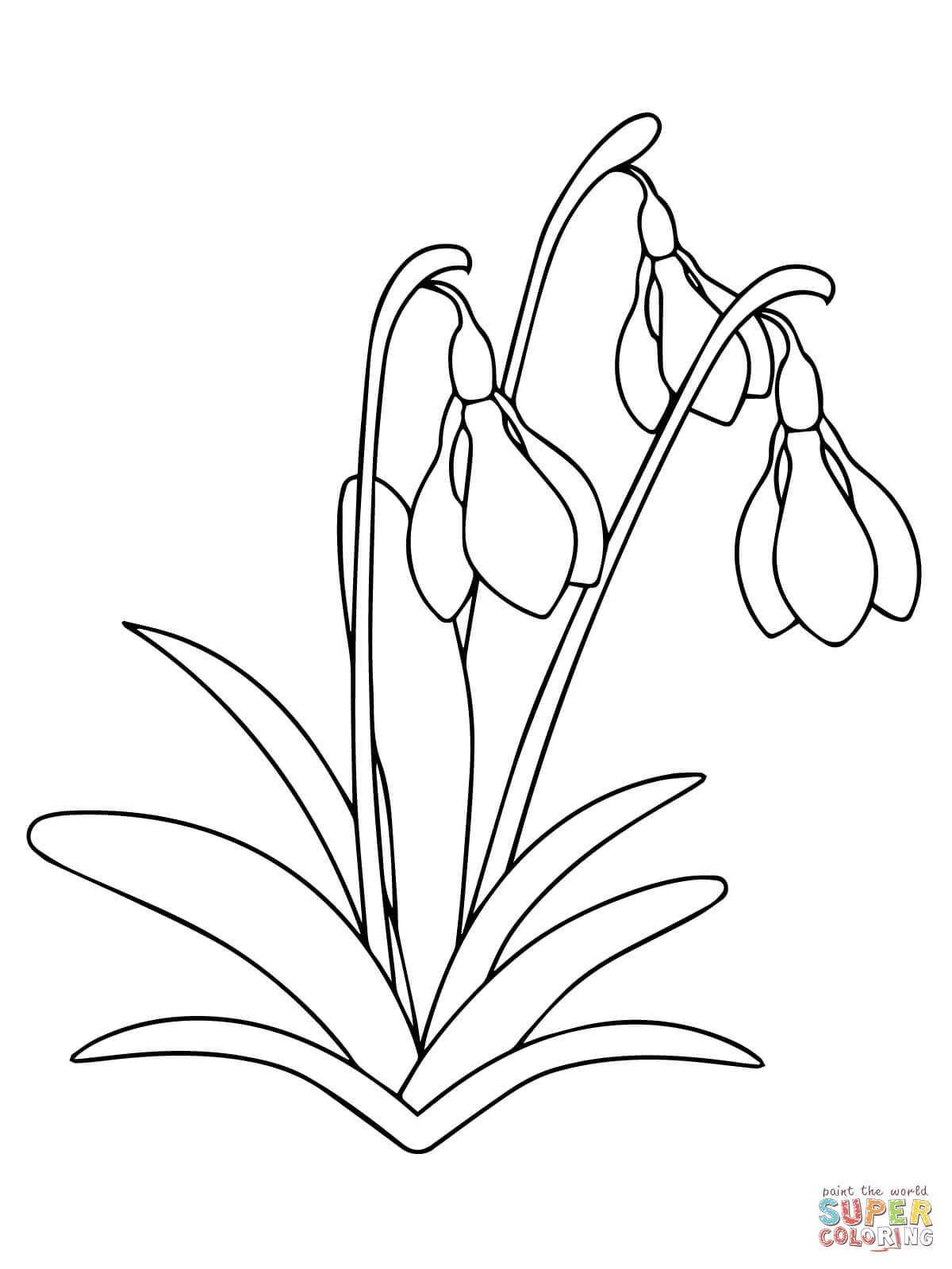 1200x1600 Nature Wheat Coloring Page For Kids Best Of Snowdrop Flower Super