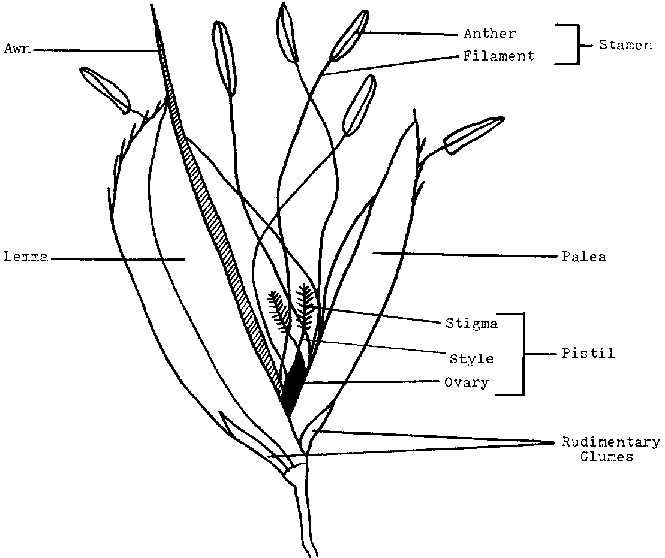 665x558 Rice Production