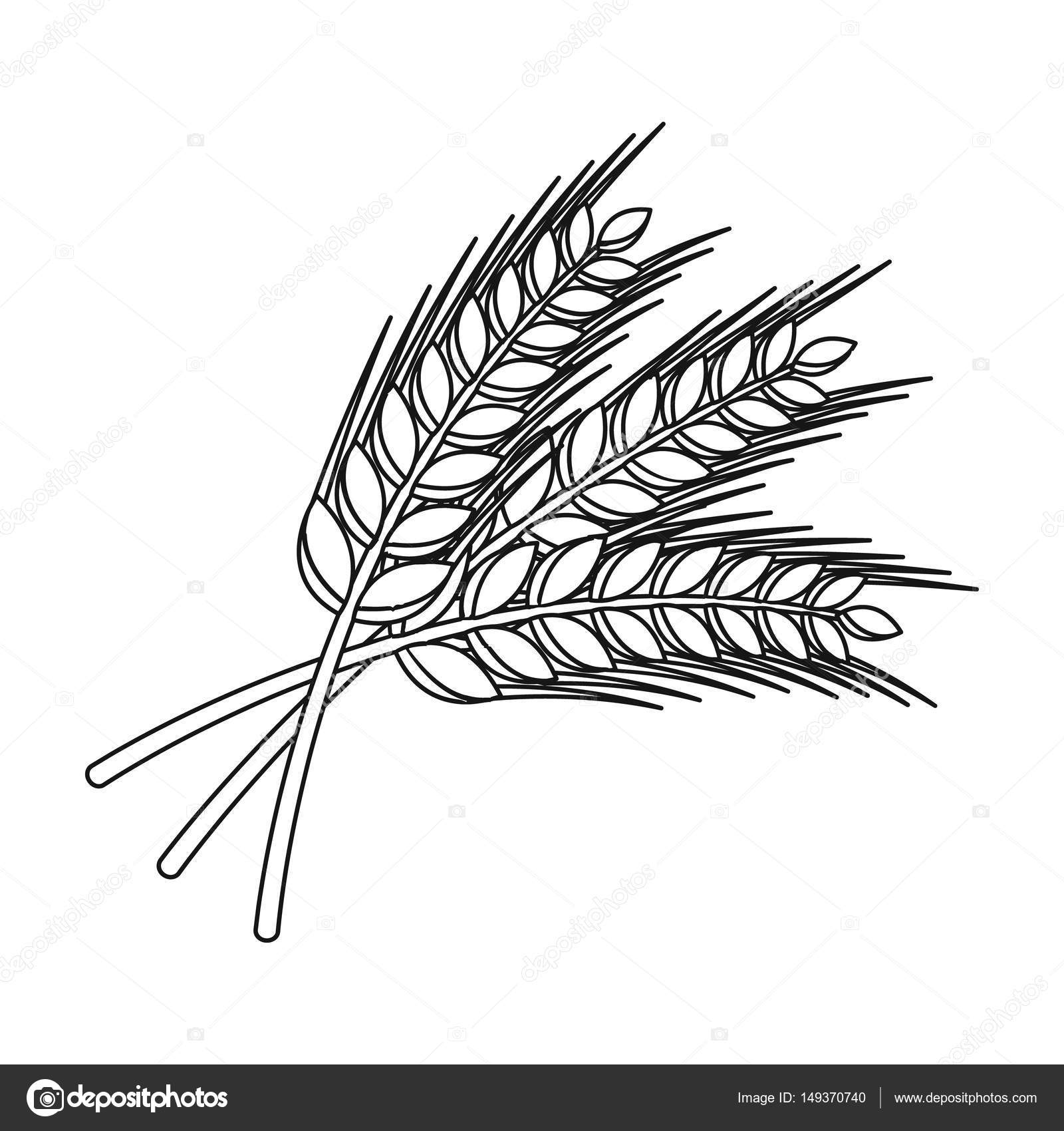 Wheat Plant Drawing at GetDrawings | Free download