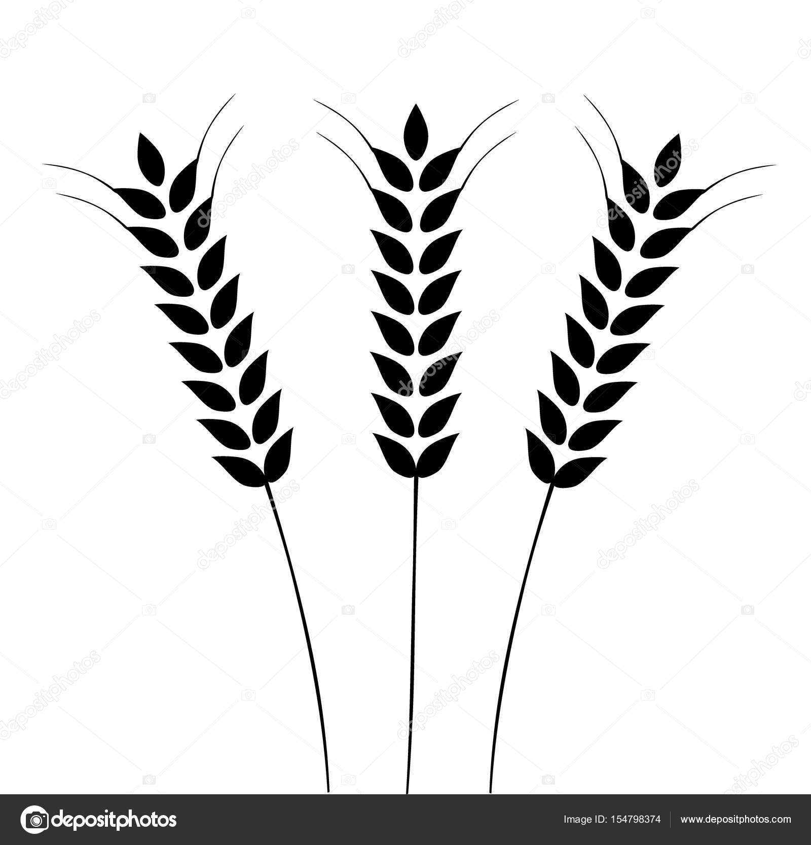 1600x1666 Vector Ears Of Wheat Stock Vector Lilac Design