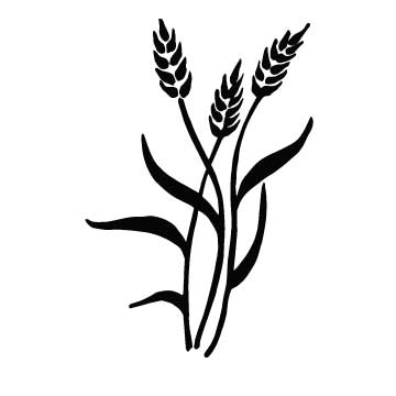 Wheat Plant Drawing
