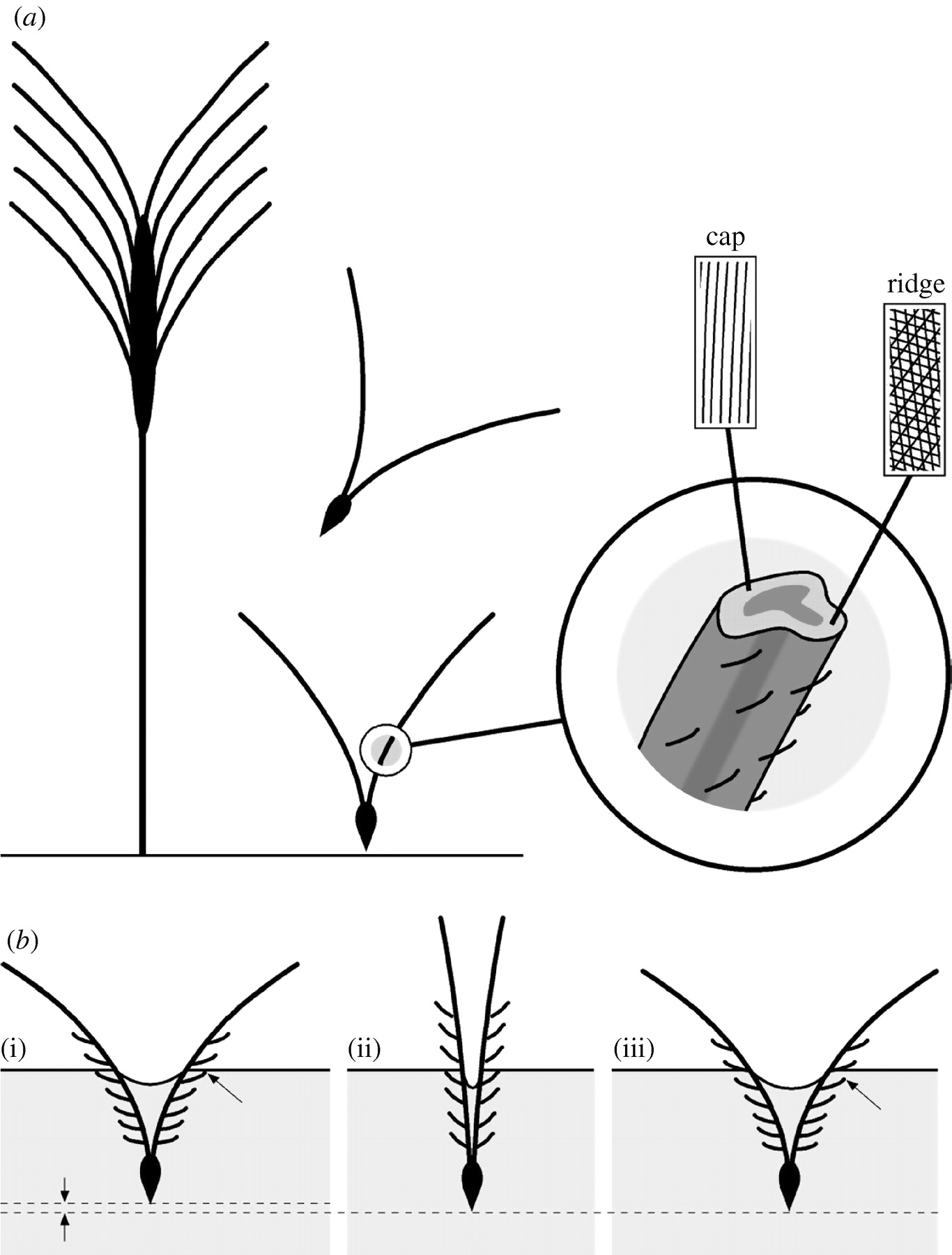 1366x1800 Actuation Systems In Plants As Prototypes For Bioinspired Devices