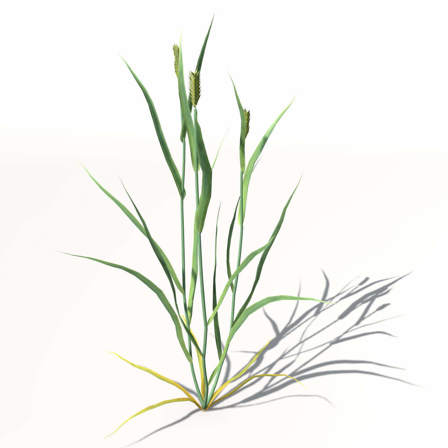 1550x1550 Xfrogplants Wheat 3d Model Cgtrader
