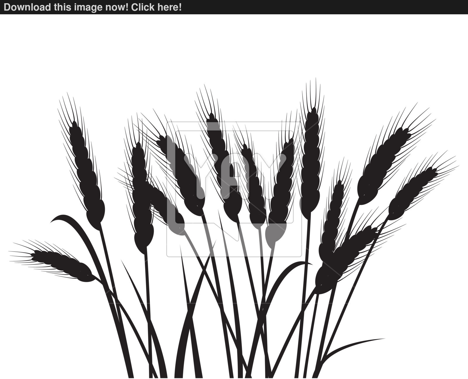 1600x1296 Bunch Of Vector Wheat Ears Vector