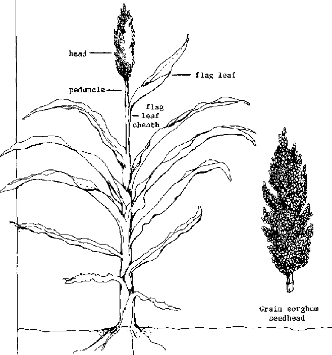 658x704 An Introduction To The Reference Crops