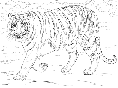 480x360 Bengal Tiger Coloring Page Free Printable Coloring Pages